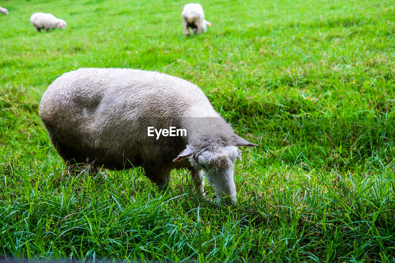 SHEEP IN A FIELD