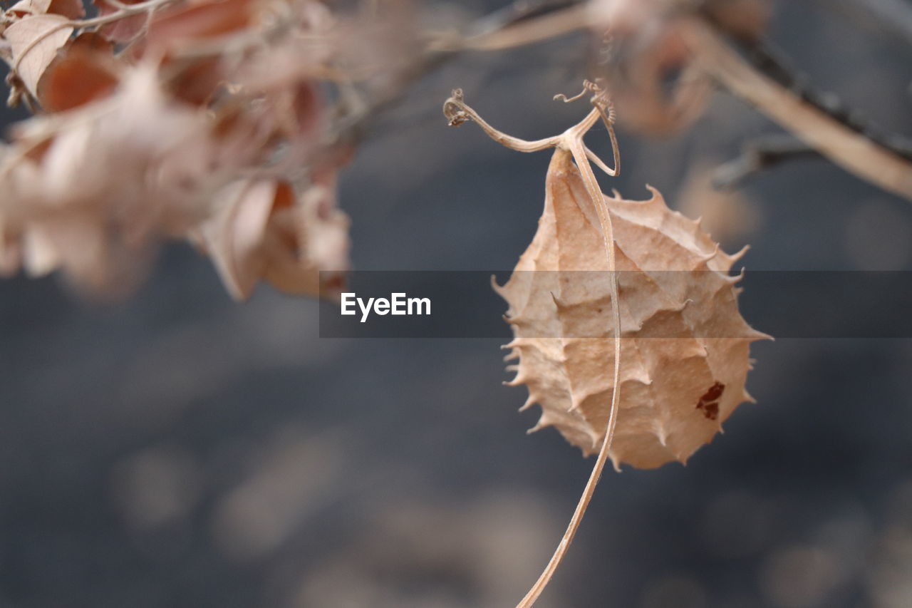 Close-up of dry leaf in water