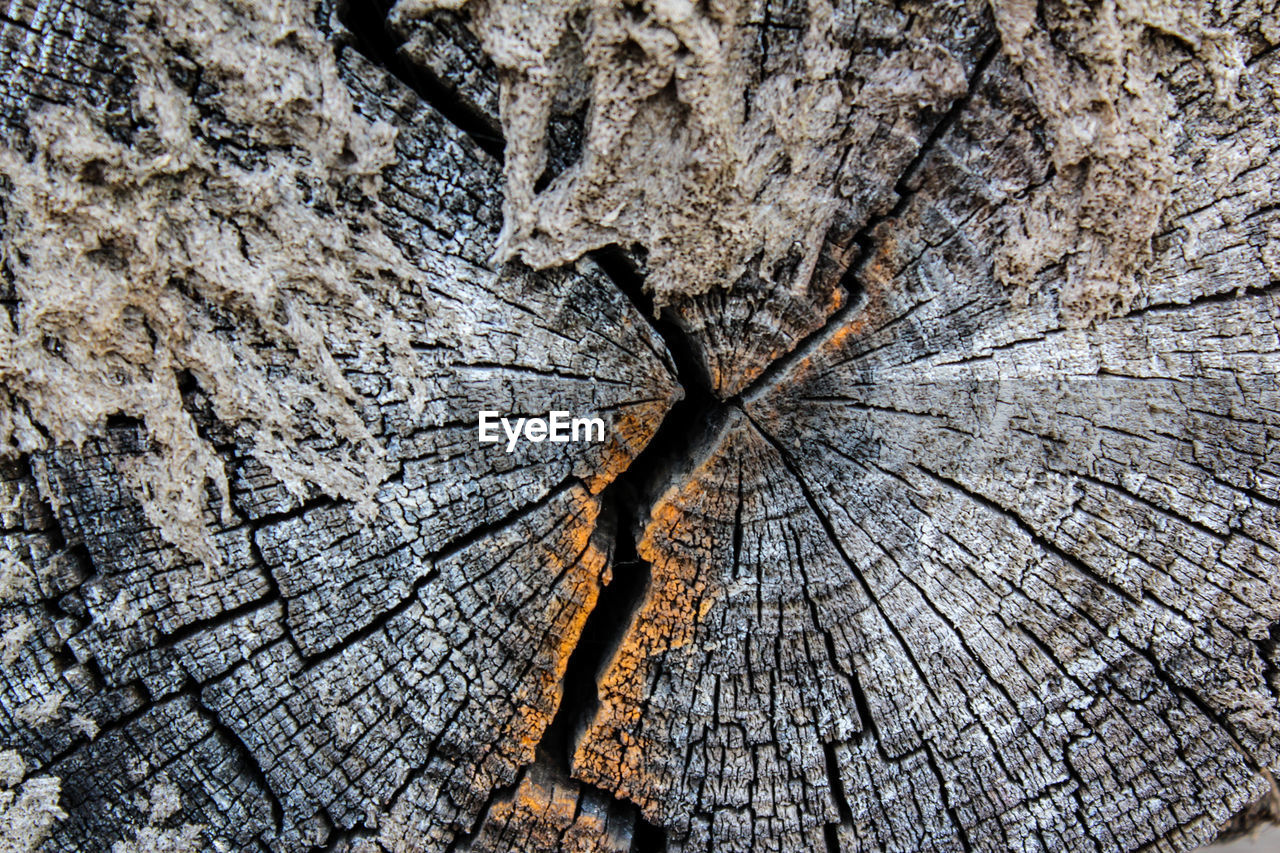 FULL FRAME SHOT OF TREE BARK