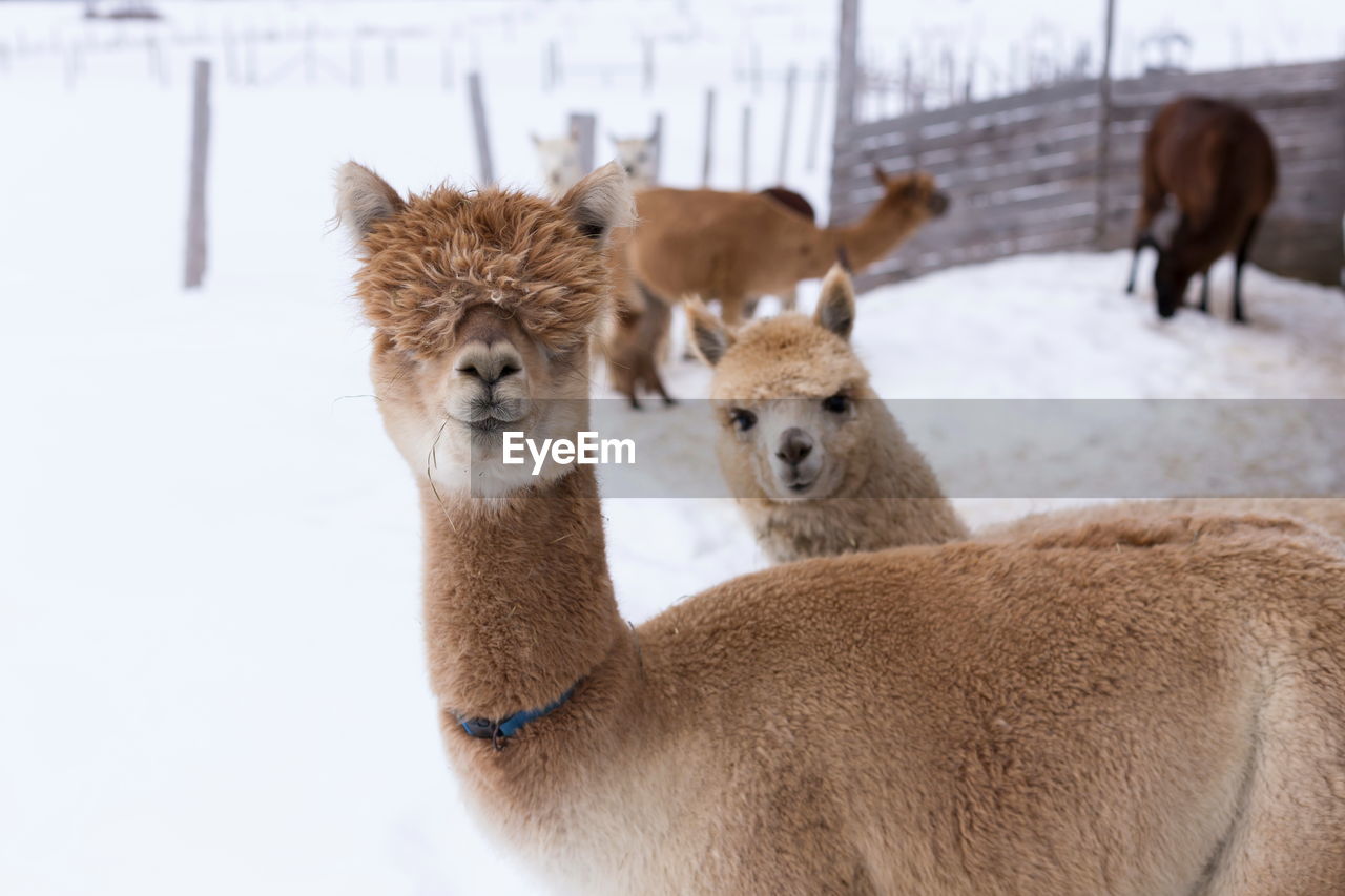 Tan alpaca with heavy mullet standing in snow-covered field with other animal peeking behind