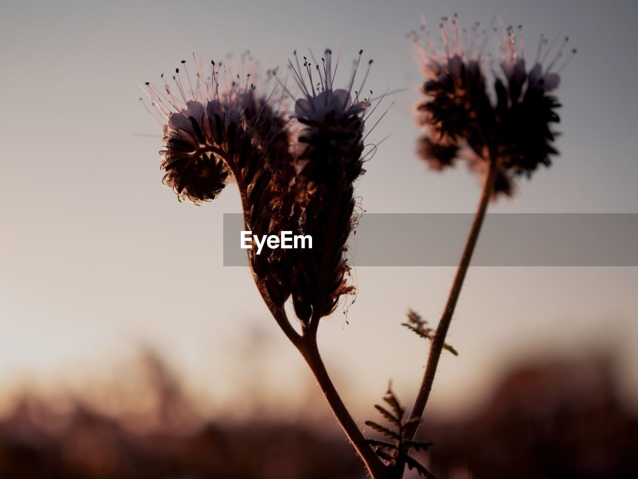 CLOSE-UP OF THISTLE AGAINST SKY DURING SUNSET