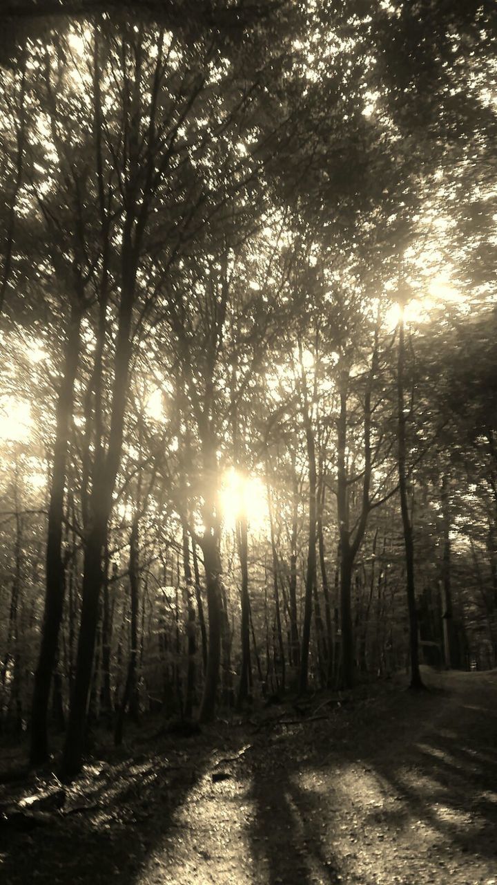 SUN SHINING THROUGH TREES ON FOREST