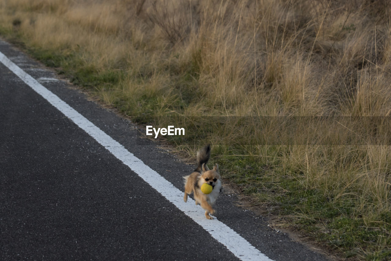 DOG STANDING ON ROAD