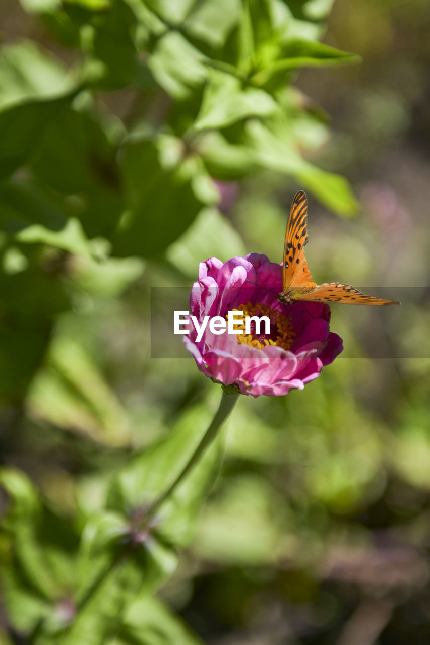 Butterfly pollinating las flores, buenos aires, argentina