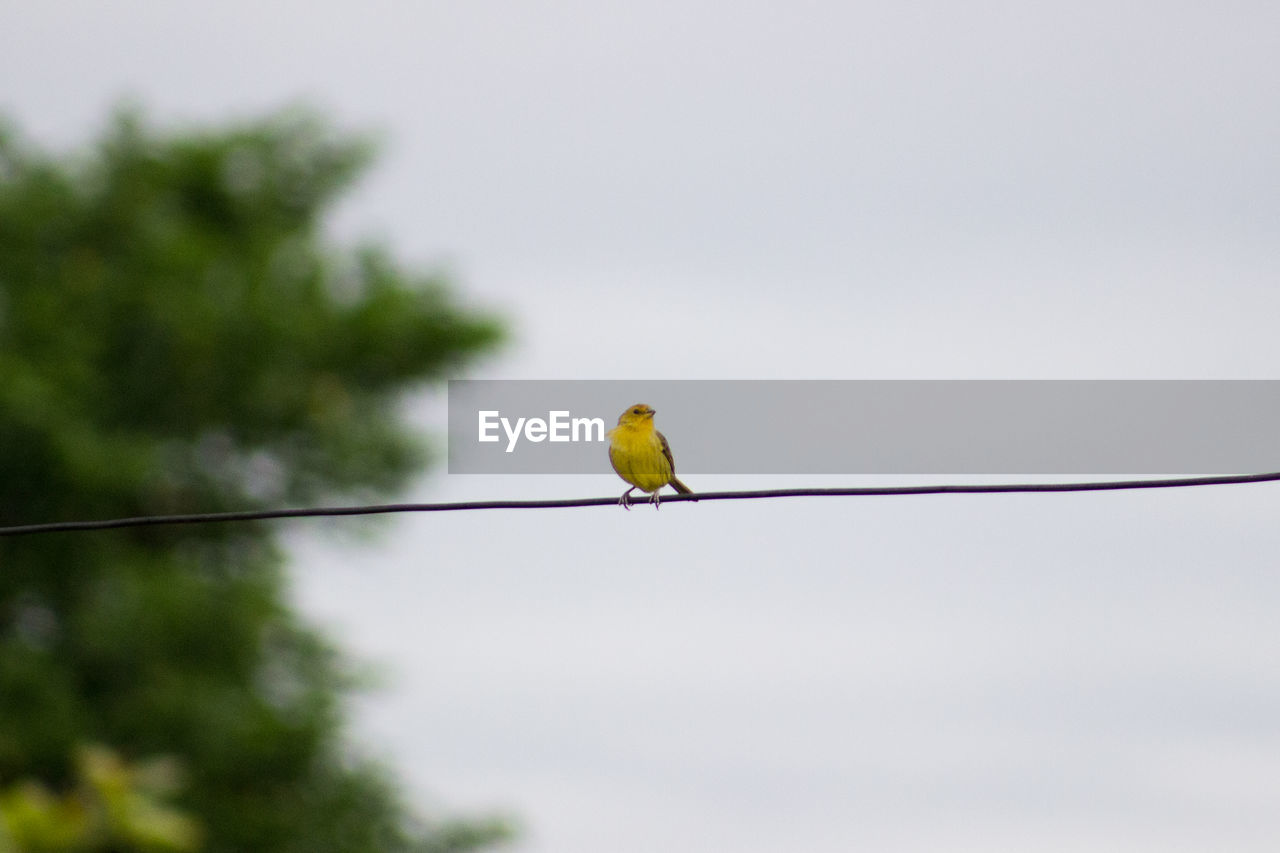 Yellow bird on wire