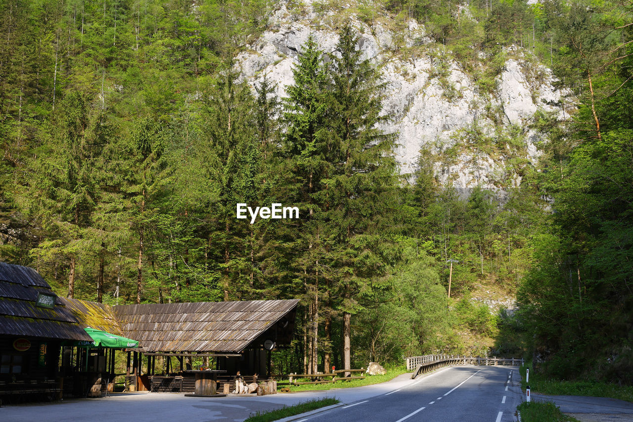 tree, plant, road, transportation, nature, the way forward, green, no people, day, architecture, growth, built structure, beauty in nature, rural area, outdoors, forest, sign, symbol, tranquility, street, city, land, travel, empty road, tranquil scene, mountain