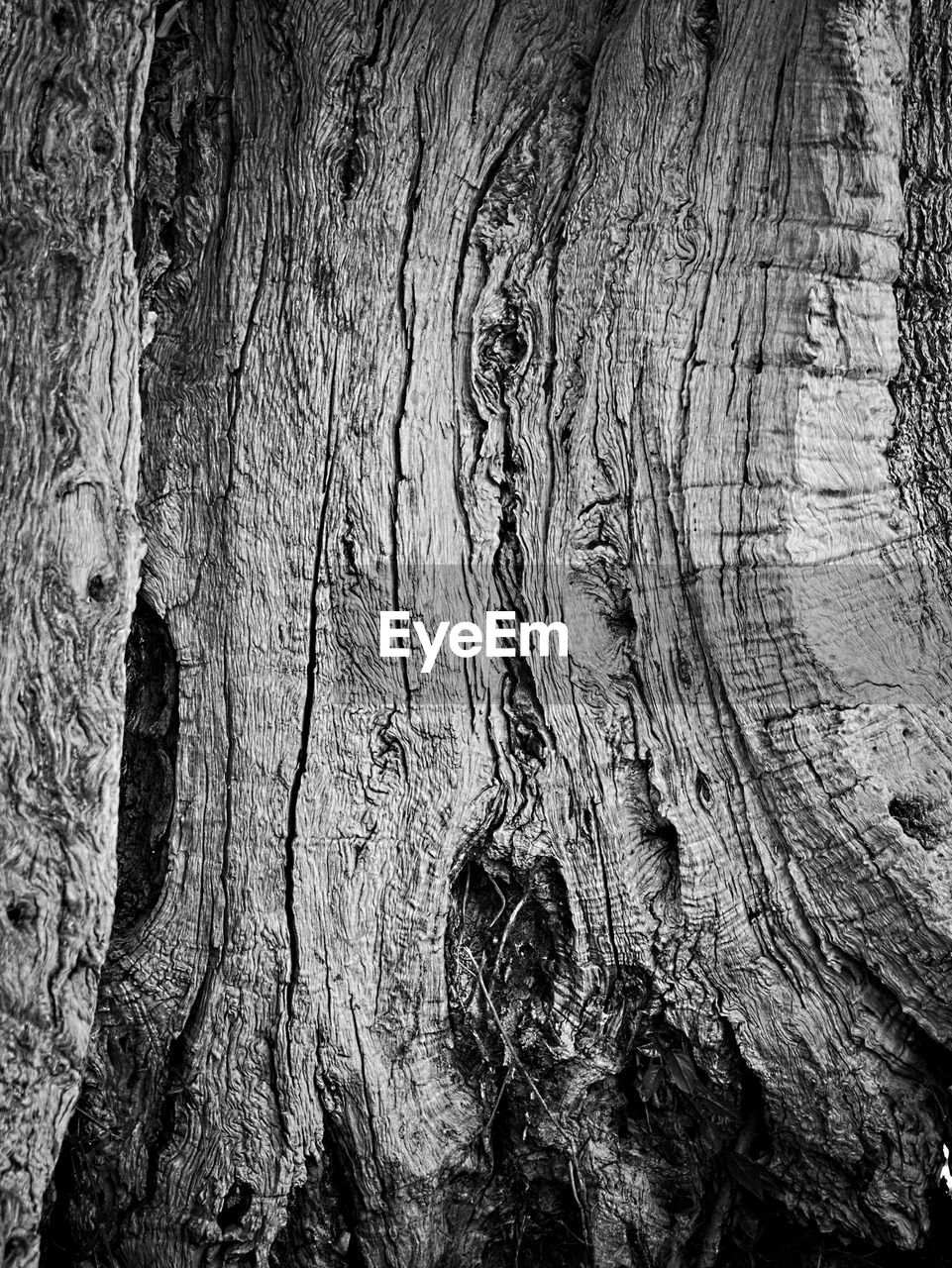 FULL FRAME SHOT OF TREE TRUNK WITH BARK