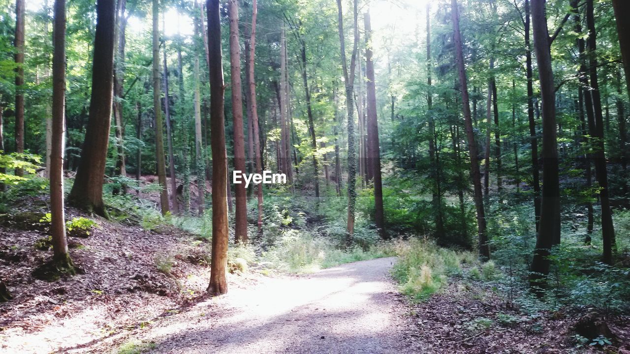 ROAD PASSING THROUGH FOREST