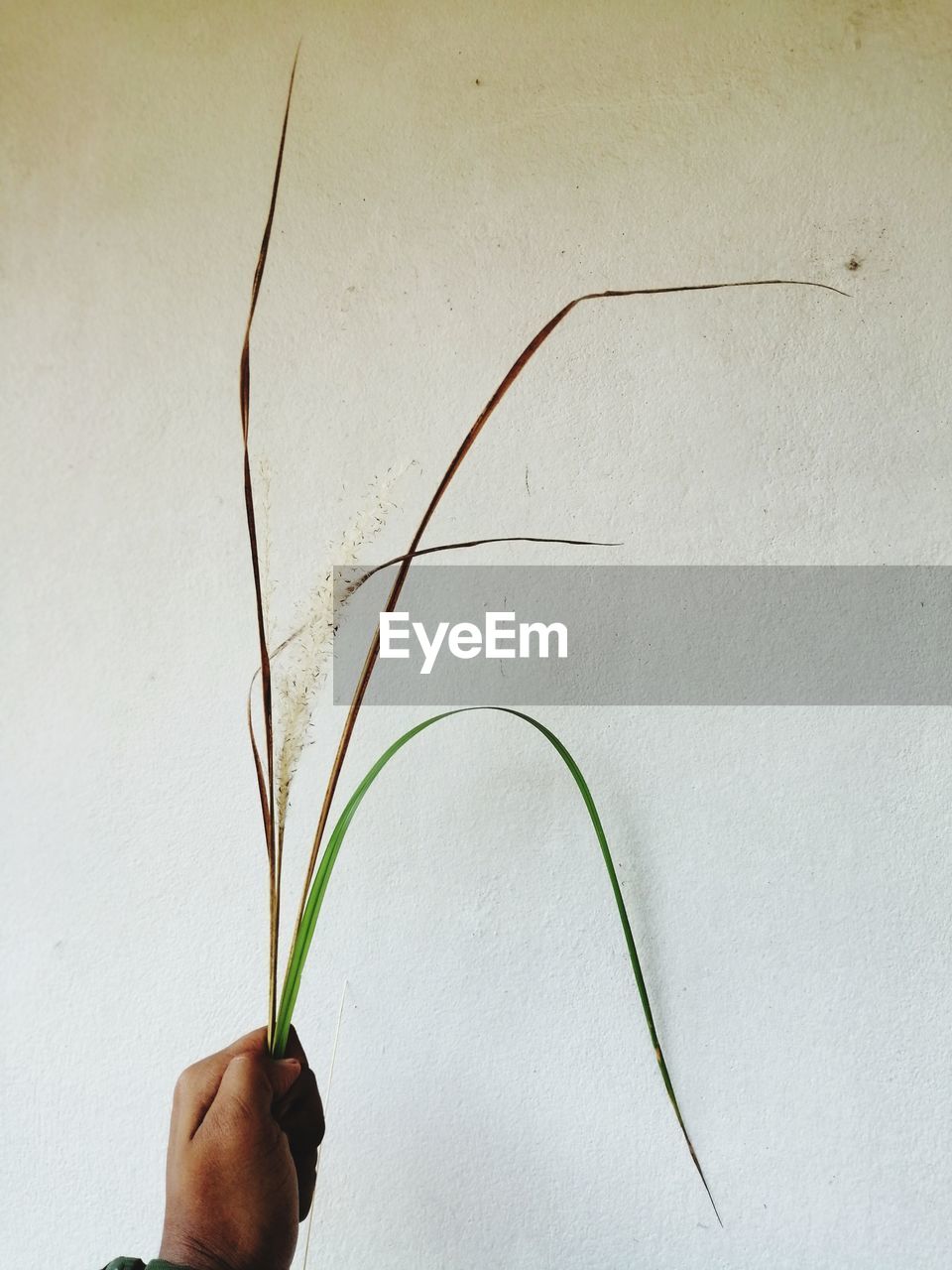 PERSON HOLDING PLANT AGAINST WALL