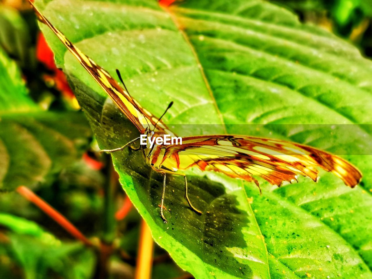 BUTTERFLY ON GREEN LEAF
