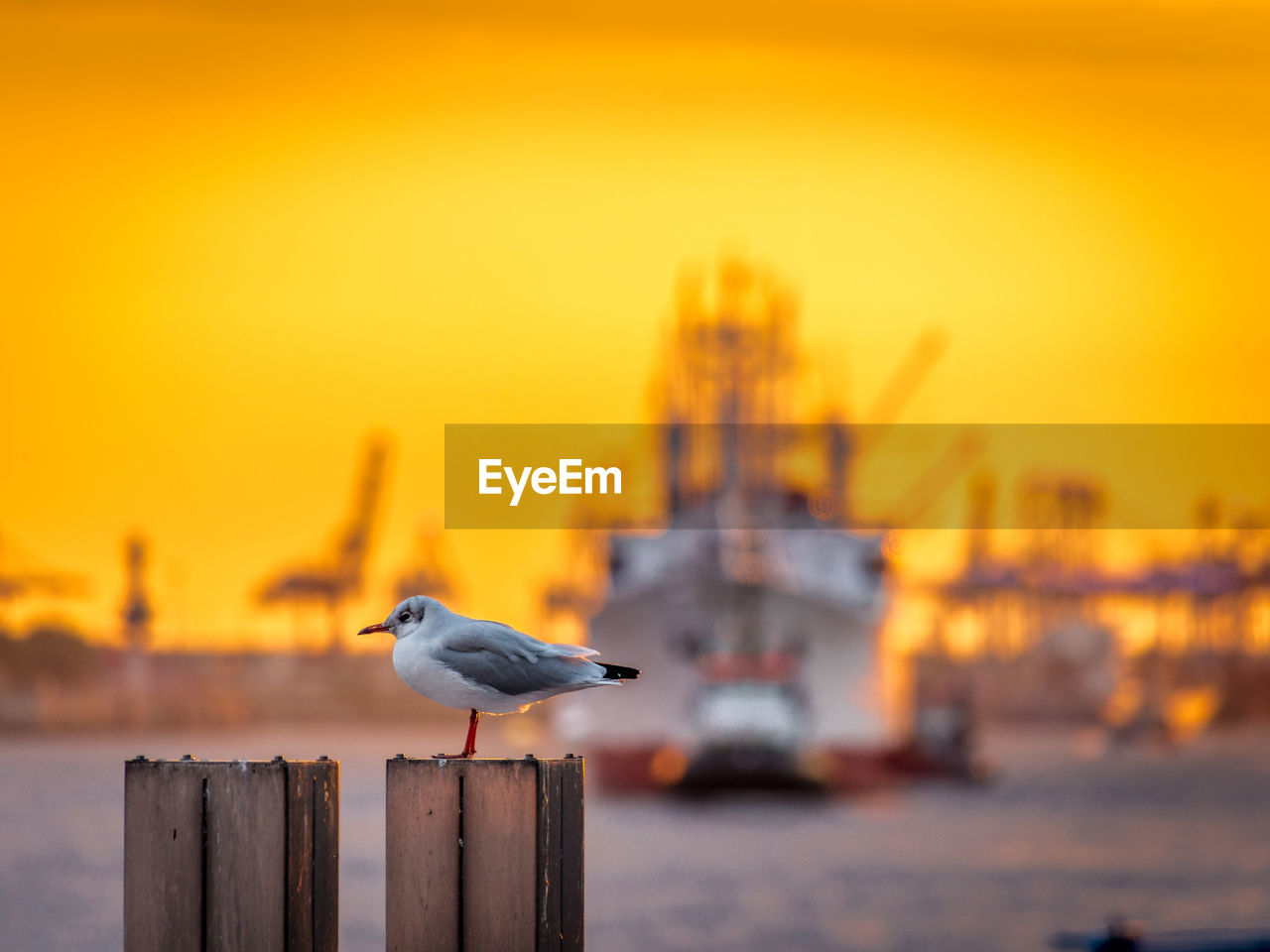 Little gull perching on wooden post by moored ship against orange sky