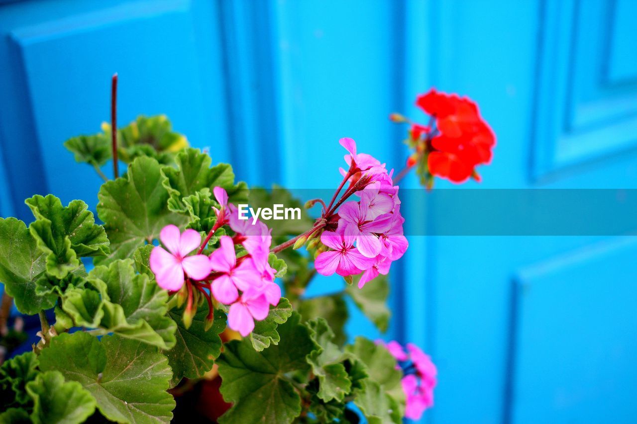 High angle view of flowers blooming against blue door