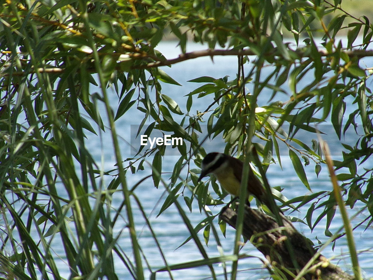 CLOSE-UP OF BIRD ON TREE