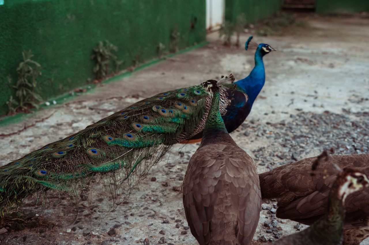 CLOSE-UP OF PEACOCK ON LAND