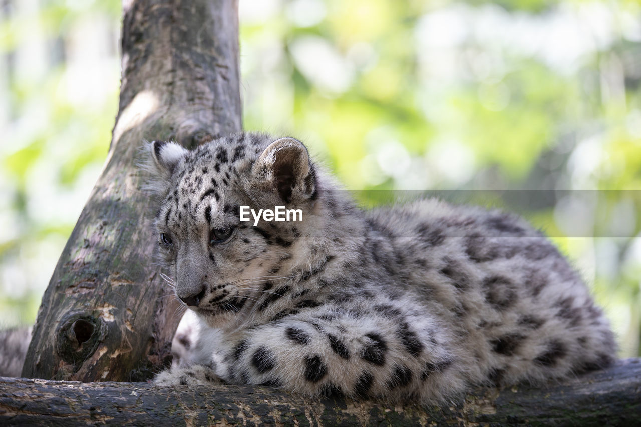 CAT RELAXING ON TREE