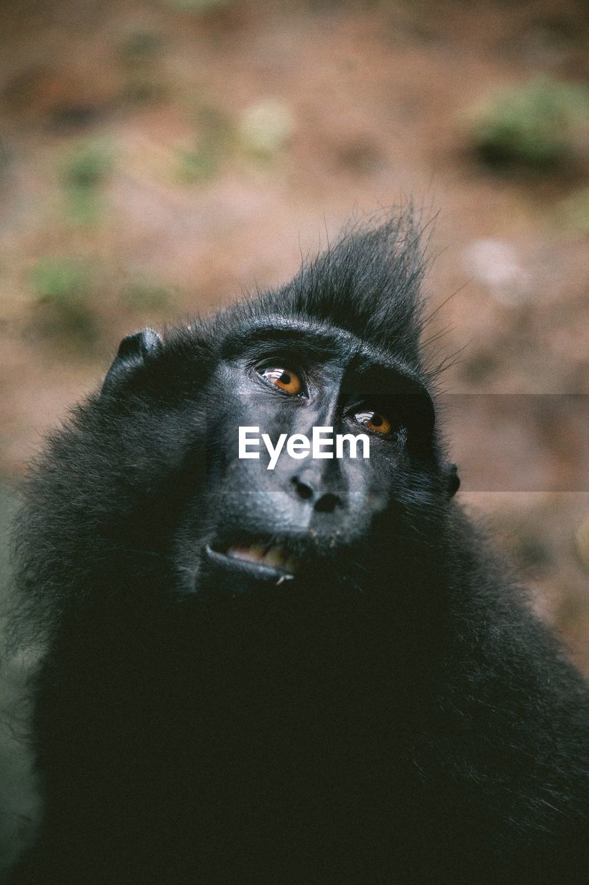 Close-up of black celebes macaque