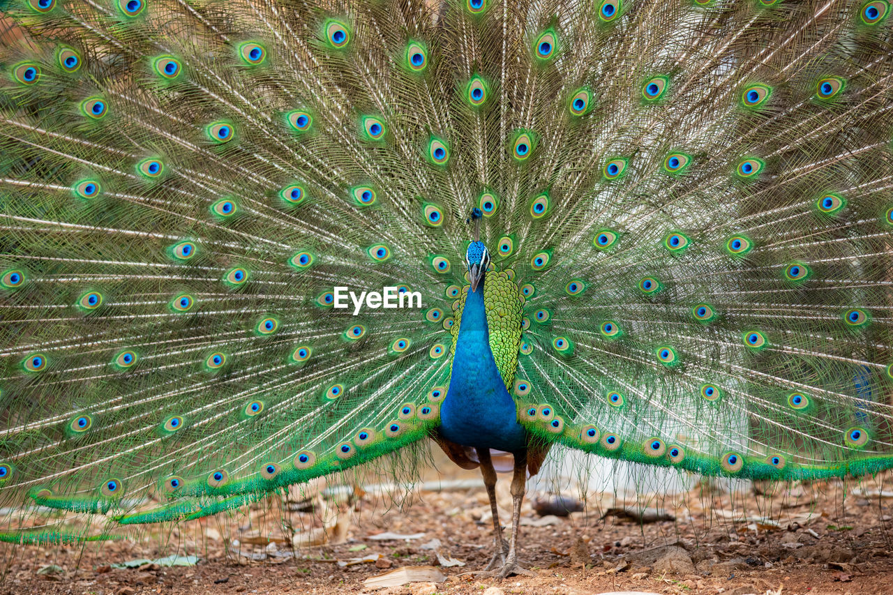 PEACOCK FEATHERS ON A LAND