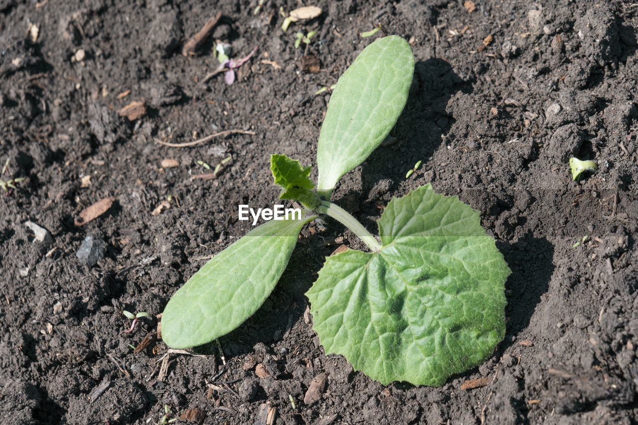 leaf, plant part, soil, growth, nature, plant, green, vegetable, high angle view, produce, field, flower, dirt, no people, day, food, freshness, land, food and drink, beauty in nature, outdoors, close-up, healthy eating, agriculture, beginnings, directly above, botany, sunlight