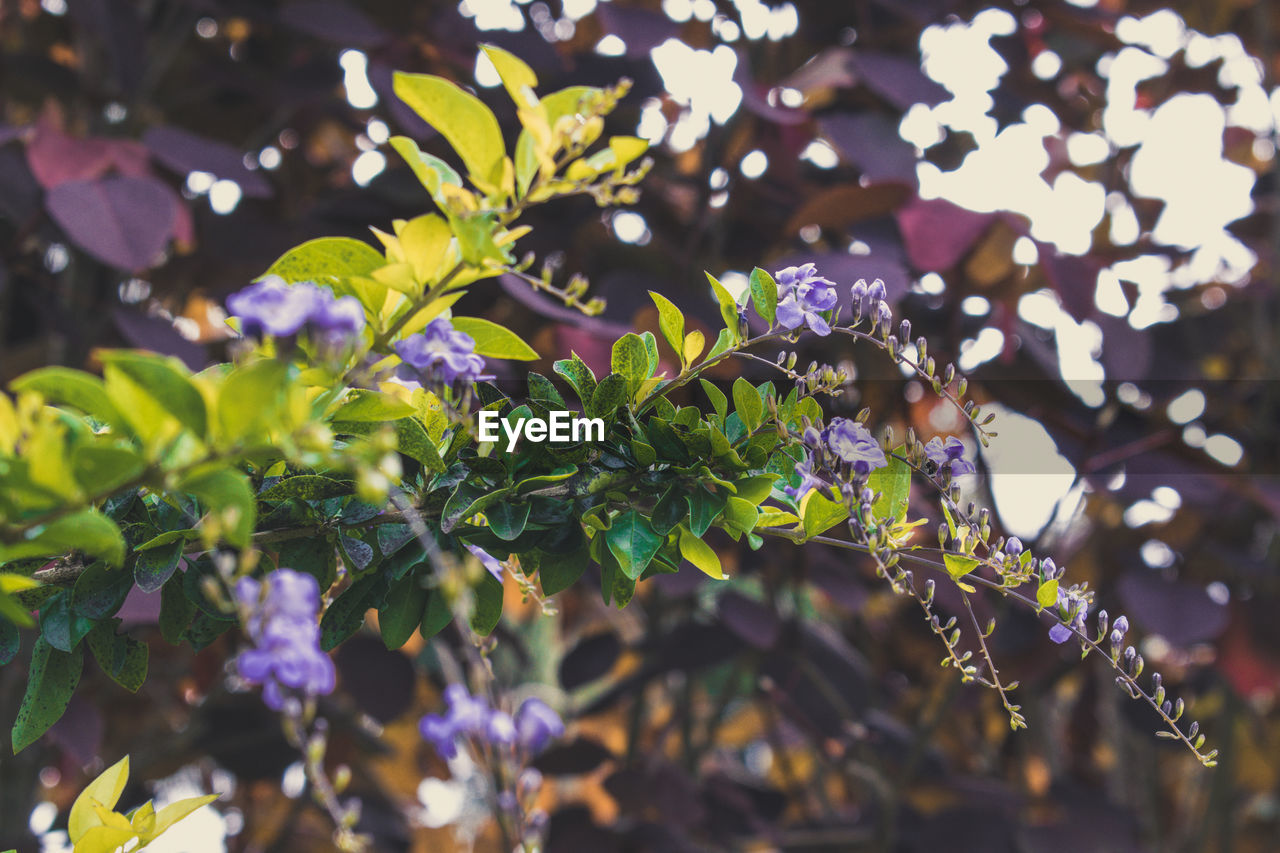 Close-up of purple flowering plants