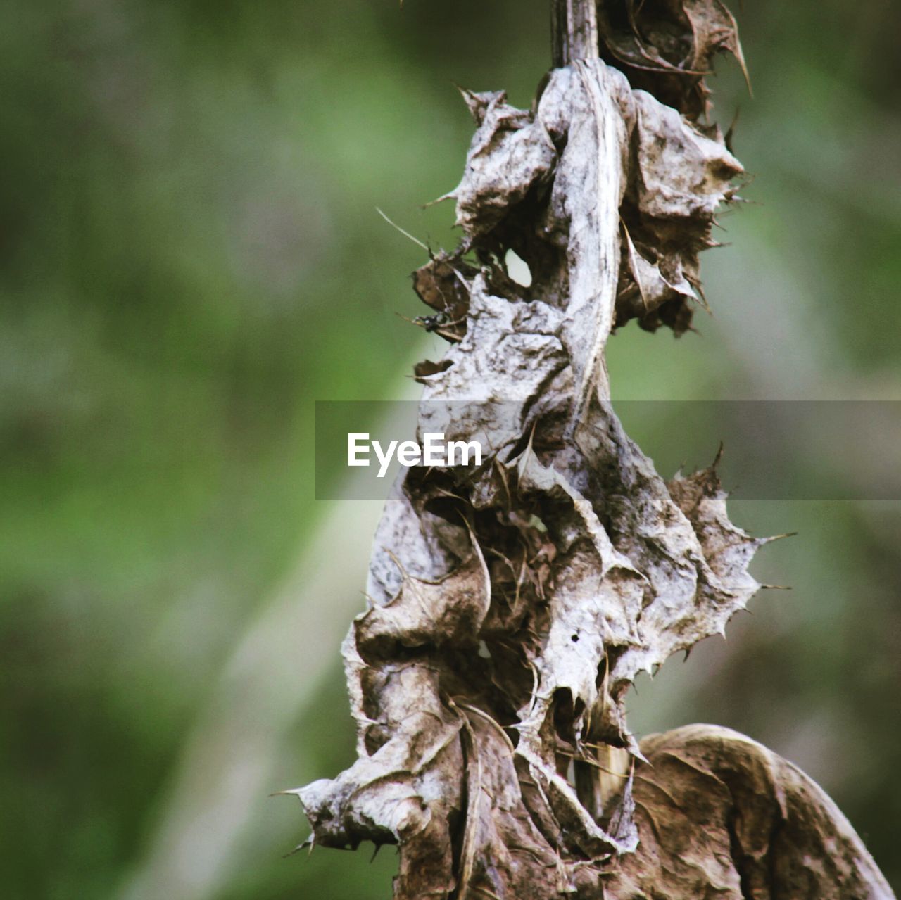 CLOSE-UP OF LIZARD AGAINST TREE