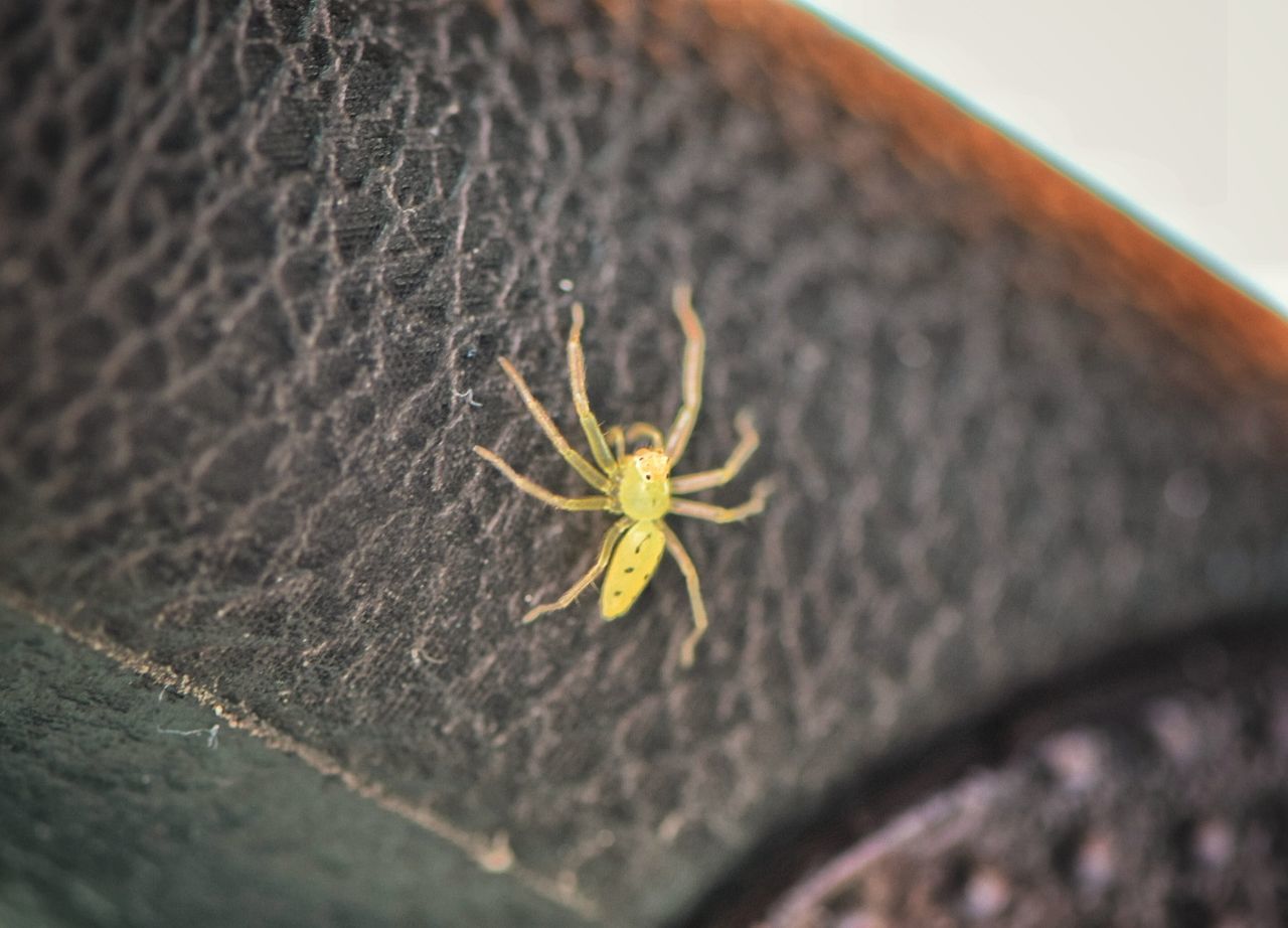 CLOSE-UP OF SPIDER OUTDOORS