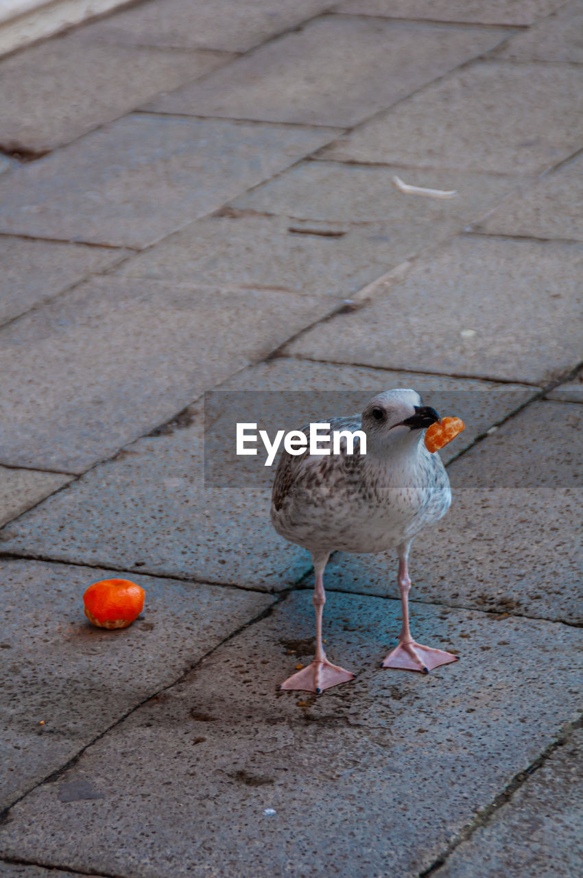 HIGH ANGLE VIEW OF BIRD ON FOOTPATH