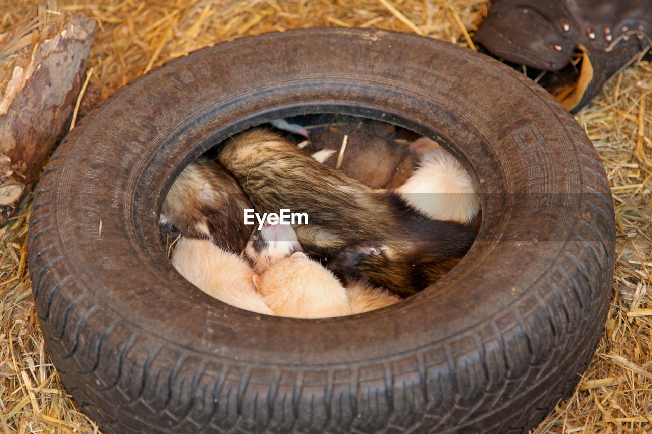 A group of ferrets in a tire