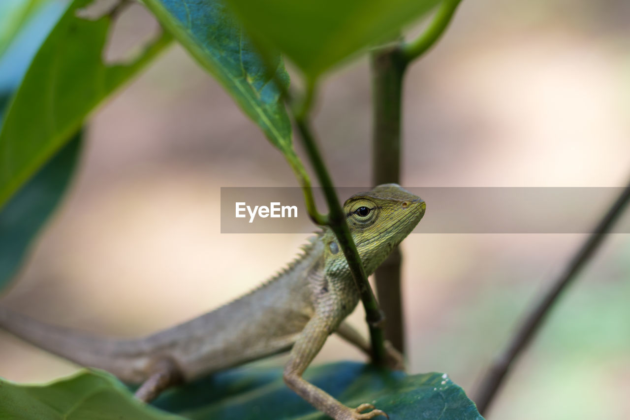 Close-up of lizard on plant