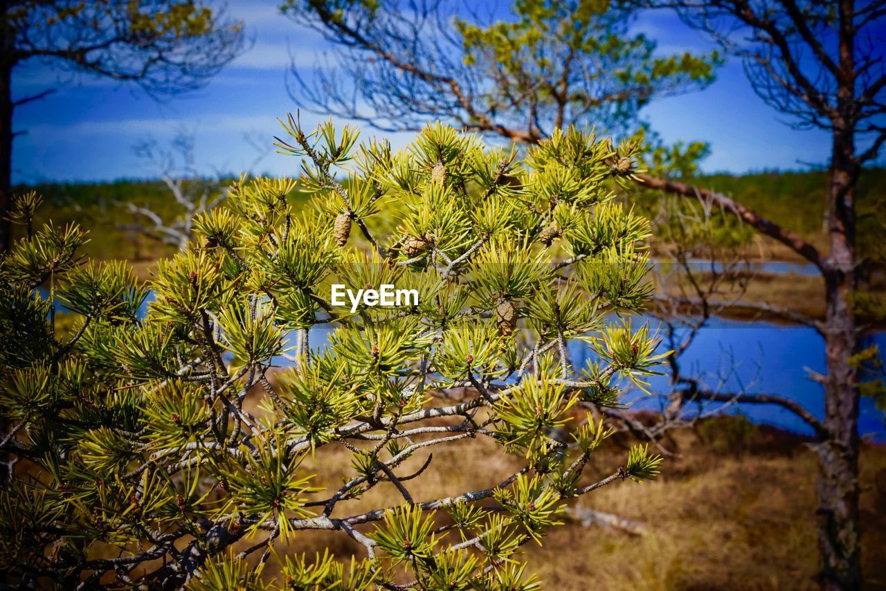 CLOSE-UP OF PLANTS GROWING ON FIELD