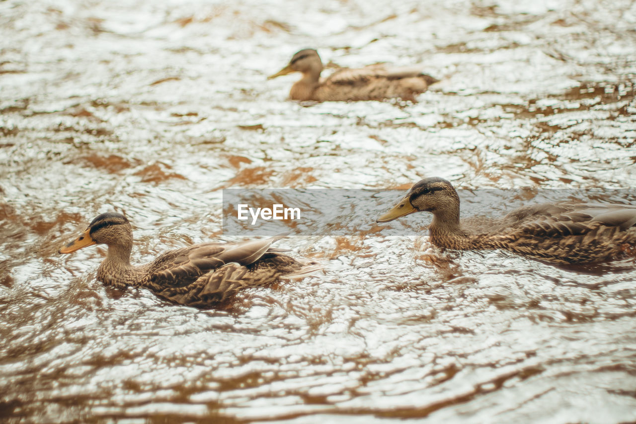 Group of three ducks swimming upstream on a river