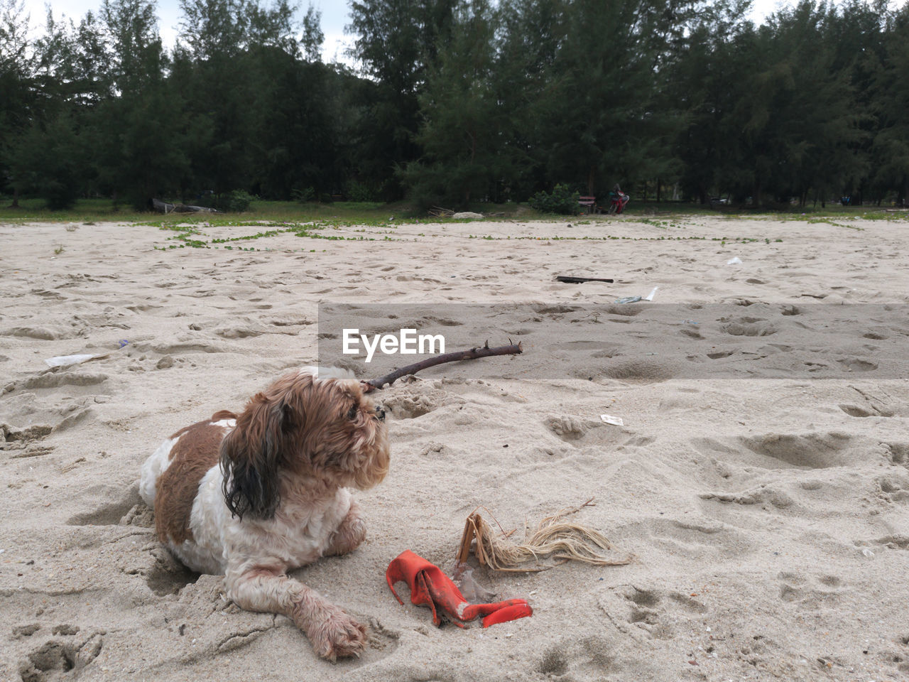 DOG ON BEACH