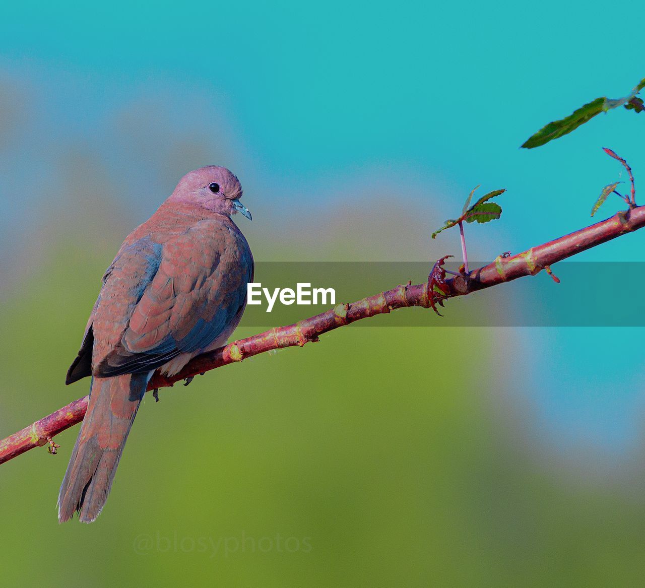 CLOSE-UP OF BIRD PERCHING ON BRANCH AGAINST BLURRED BACKGROUND