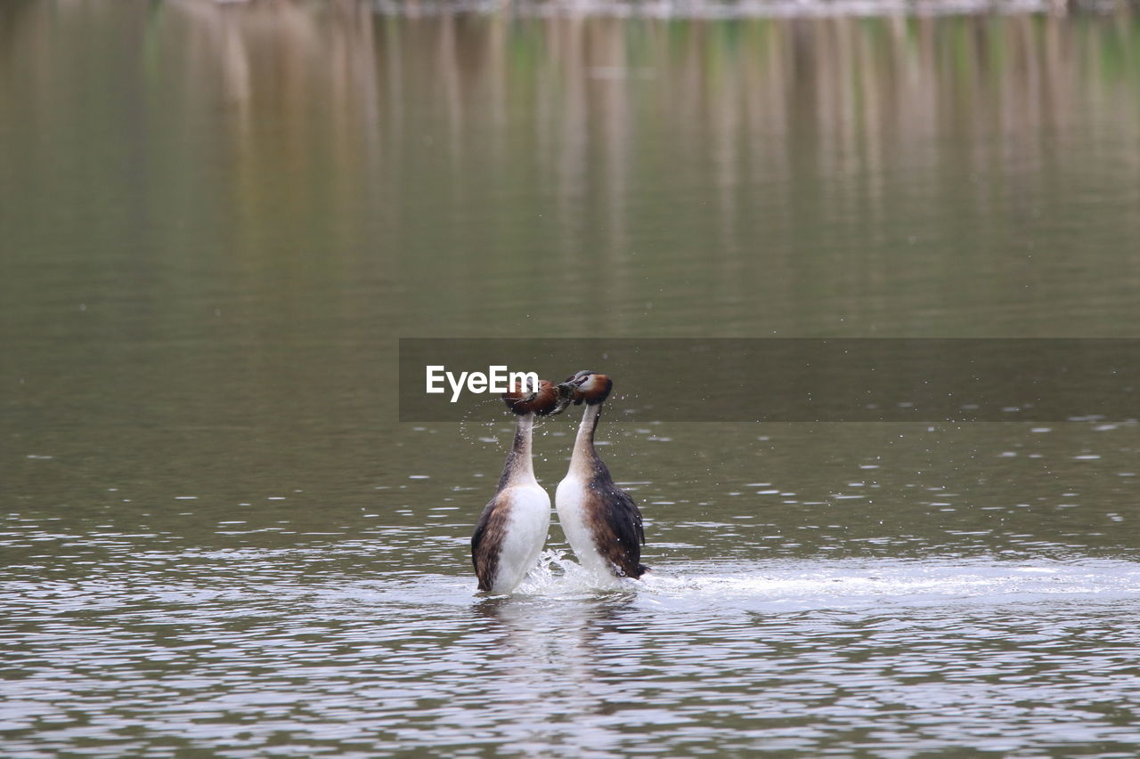 View of great crested grebes courting