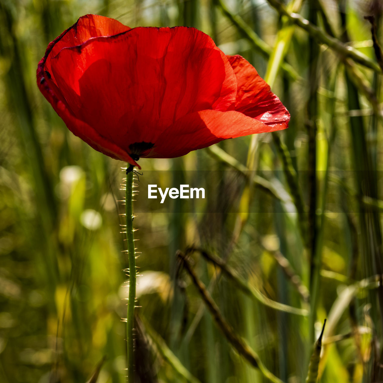 Close-up of red poppy