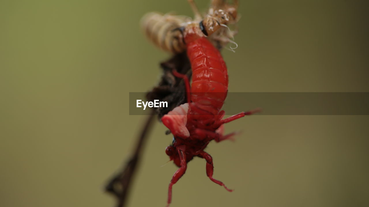 CLOSE-UP OF INSECT ON RED ROSE