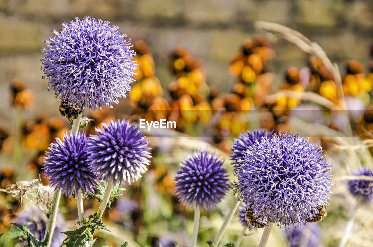 Globe thistles in a garden on a sunny day