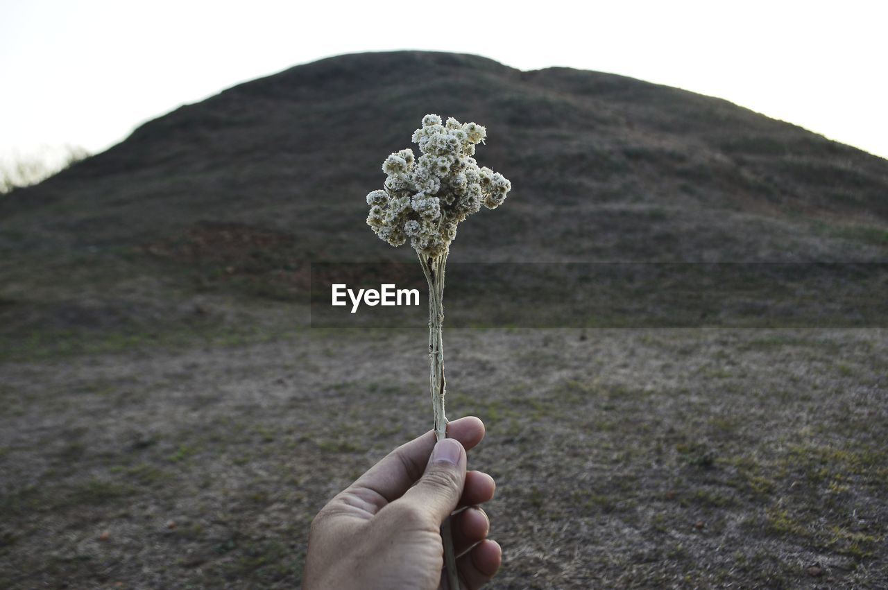 Cropped hand holding flowers against mountain