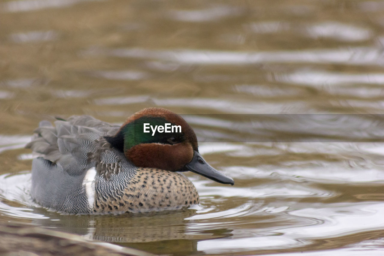 CLOSE-UP OF A DUCK SWIMMING IN LAKE