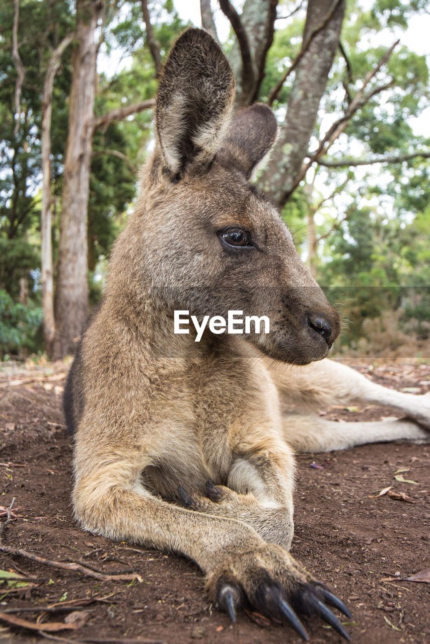 Close-up of kangaroo sitting on field 