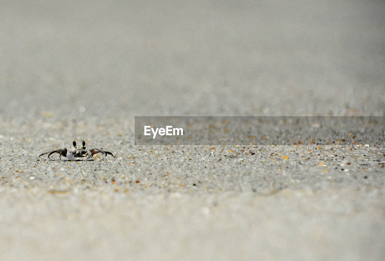 Crab crawling on sand