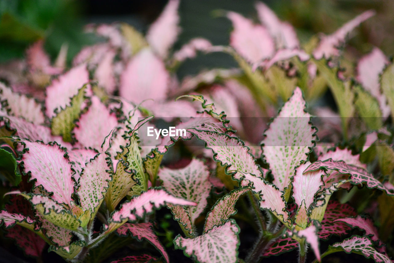 Close-up of purple flowering plant leaves