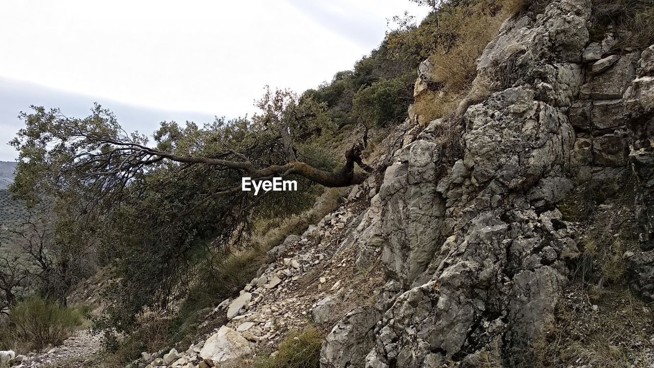 VIEW OF TREES ON CLIFF