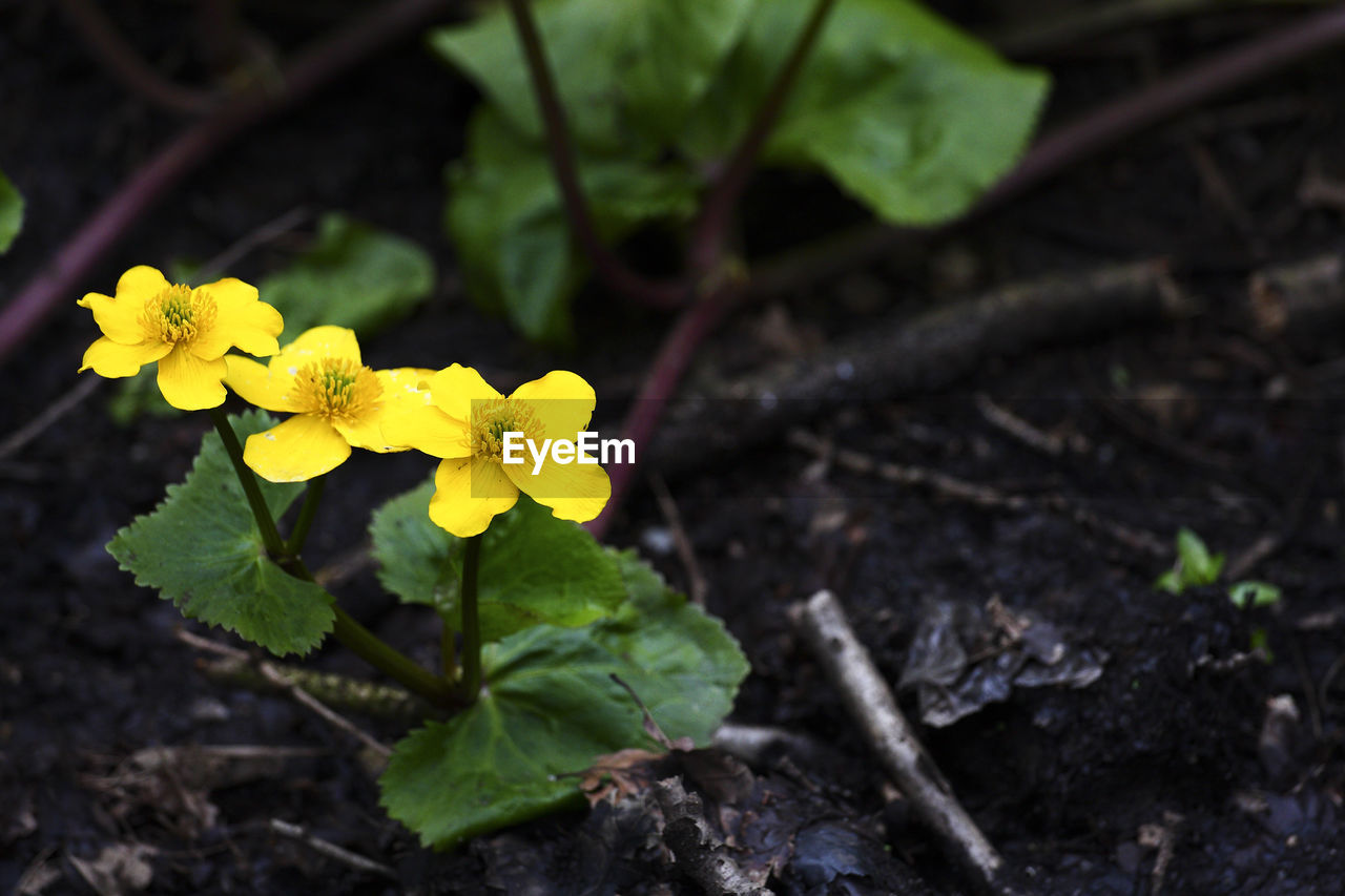 Close-up of yellow flowers