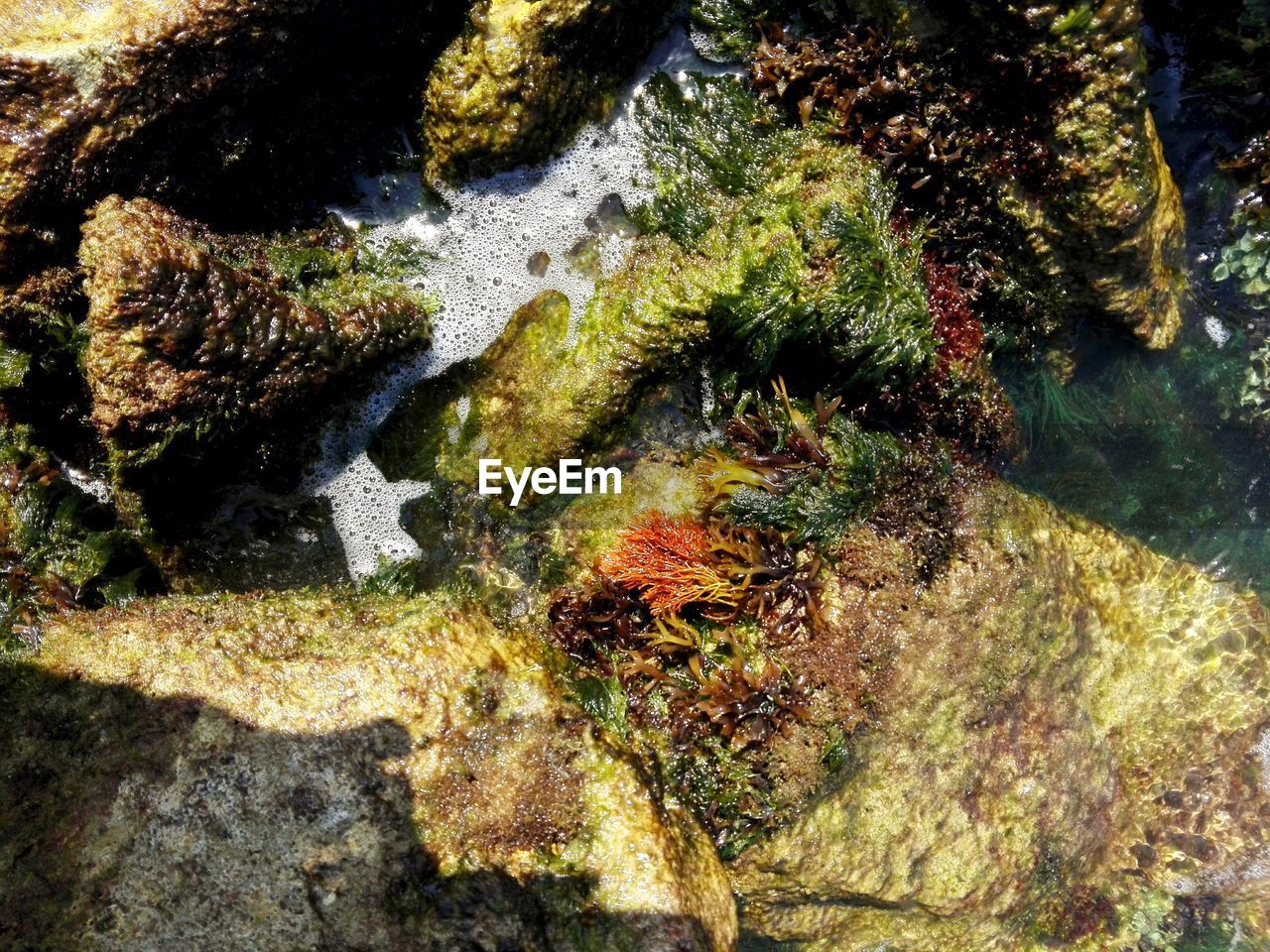 CLOSE-UP OF MOSS GROWING ON ROCKS