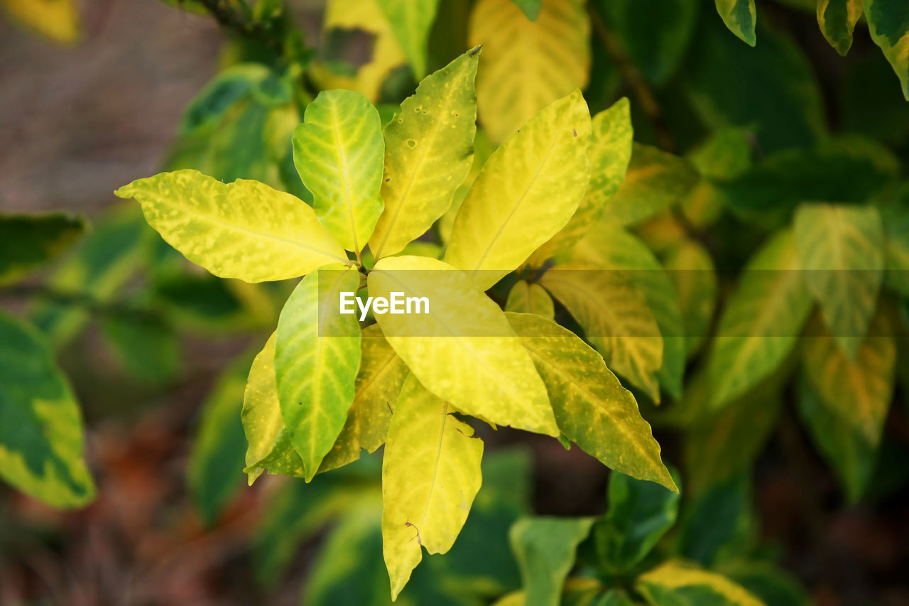 CLOSE-UP OF FRESH GREEN PLANT