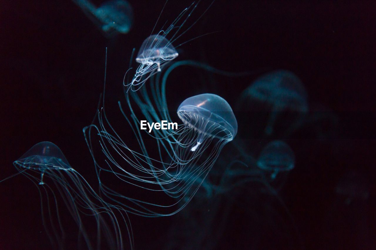 Close-up of jellyfish against black background