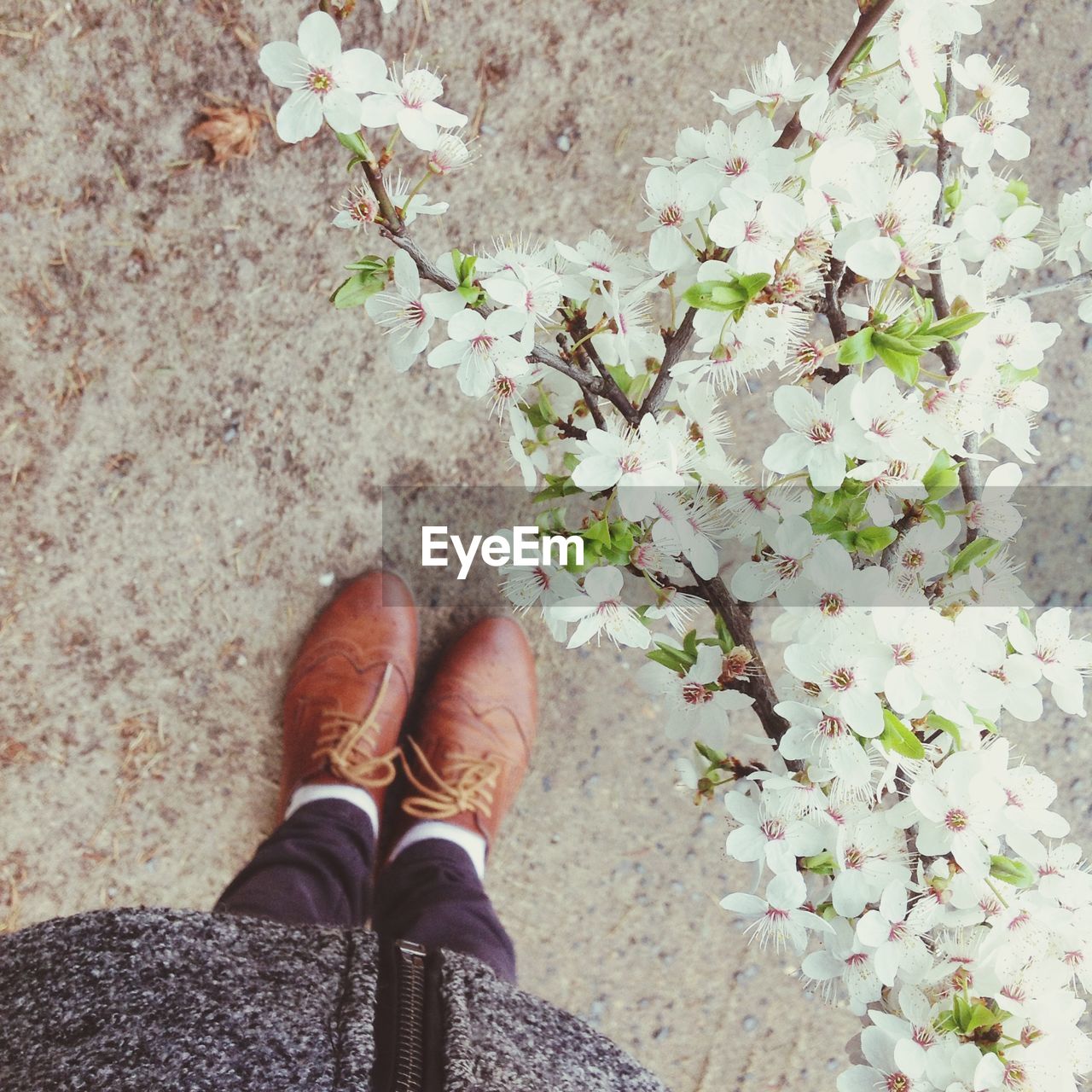 Directly above shot of cherry blossom flowers and shoes