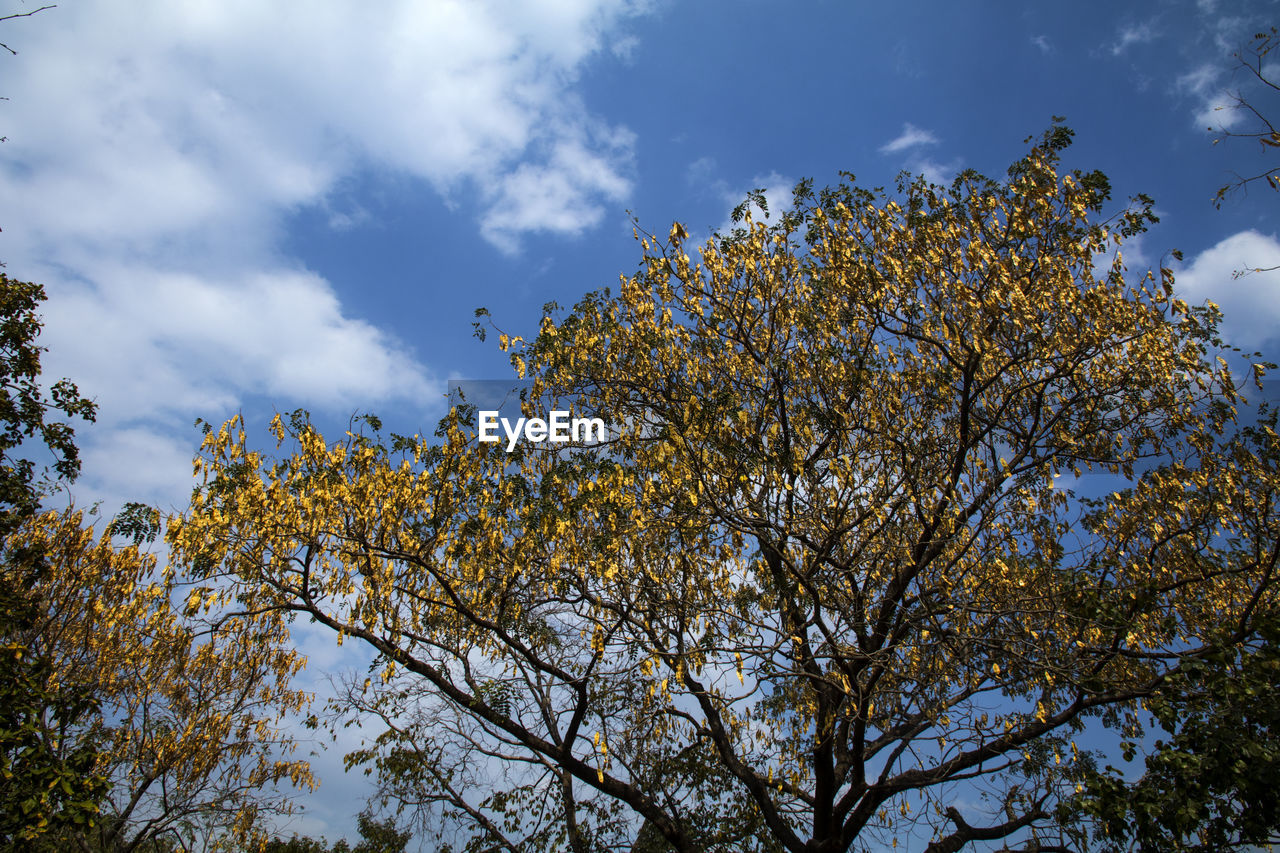 tree, sky, nature, plant, cloud, leaf, sunlight, low angle view, autumn, flower, beauty in nature, branch, no people, growth, yellow, blue, outdoors, morning, day, scenics - nature, environment