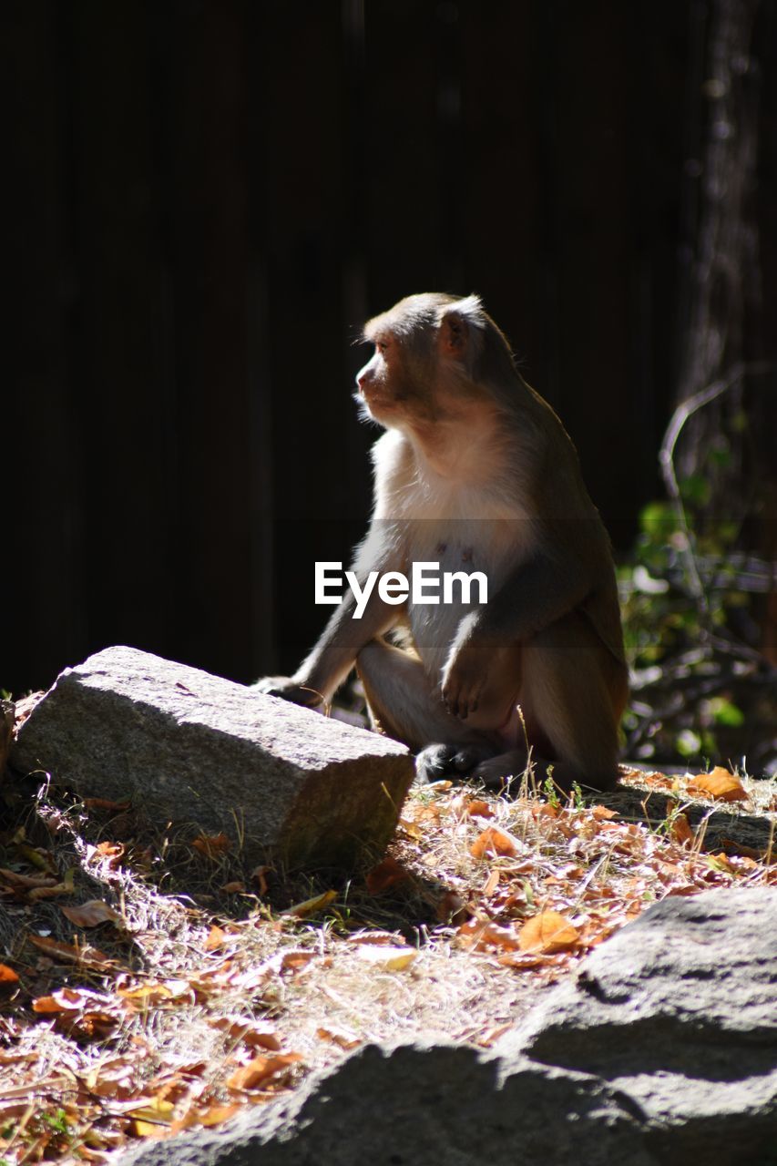 MONKEY SITTING ON ROCK