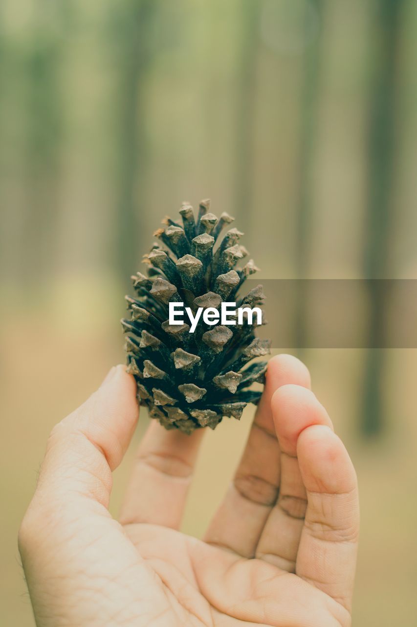 Close-up of hand holding pine cone